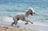 BEDLINGTON TERRIER 064